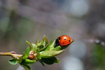 ladybird on a leaf