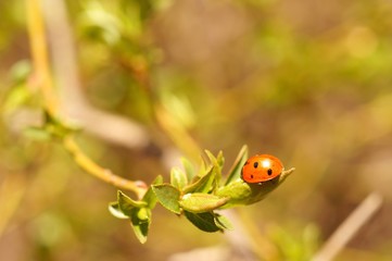 ladybird on a yellow flower