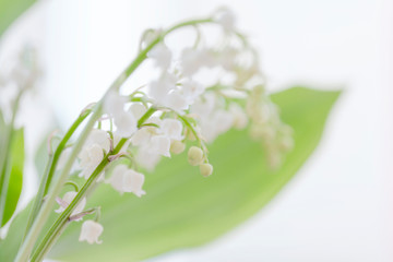 Un brin de muguet avec ses clochettes 