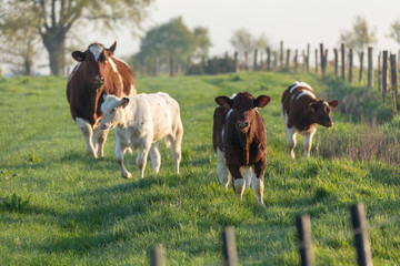 Des jeunes veaux et une vache dans un champ à l'herbe verte au printemps