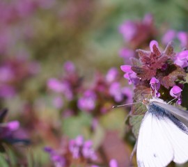 butterfly on flower
