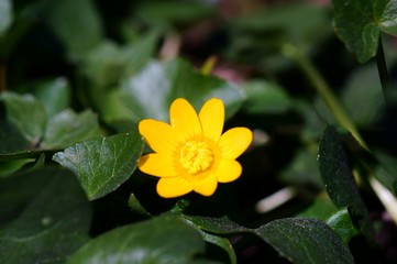 yellow flower
