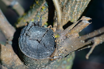 close up of a tree