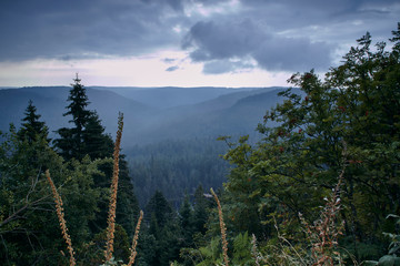 Wanderung durch den Bannwald im Naturschutzgebiet Wilder See - Hornisgrinde im Schwarzwald,...