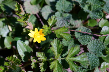 yellow flower in the garden