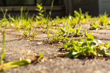 weed on a street in the spring - obrazy, fototapety, plakaty