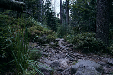 Wanderung durch den Bannwald im Naturschutzgebiet Wilder See - Hornisgrinde im Schwarzwald, Baden-Württemberg, Deutschland
