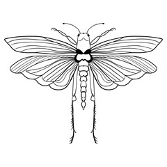 Detailed ornamental sketch of a moth,Hand drawn zentangle for adult anti stress.