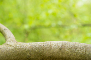 Spring and nature background concept, lying tree trunk in close-up in front of blurred forest and sunlight.