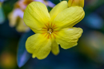 Fototapeta na wymiar yellow spring flowers against a blurred background. Spring blooming tree