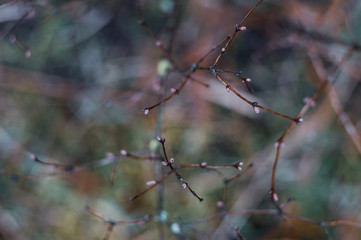 early spring texture in the park