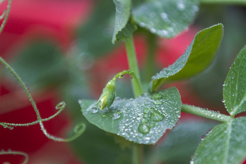 Fototapeta premium Sweet pea plant with blossom. Food garden plant closeup in spring with dew or rain drops and a red container background.