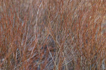 Fototapeta premium early spring texture in the park