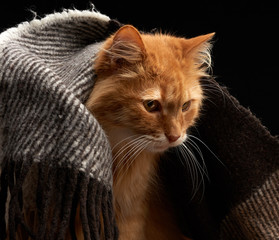 adult red cat with white mustache sits on a woolen blanket, dark background