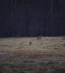 Obraz na płótnie Canvas fox and deer encounter