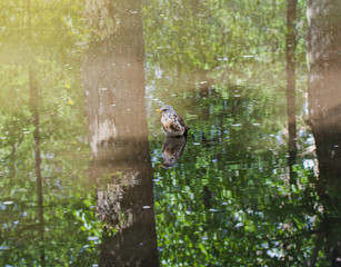 Throstle bathes in a puddle. Song birds flew to nesting place in Moscow