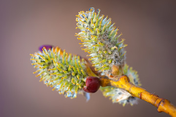 budding trees after the rain