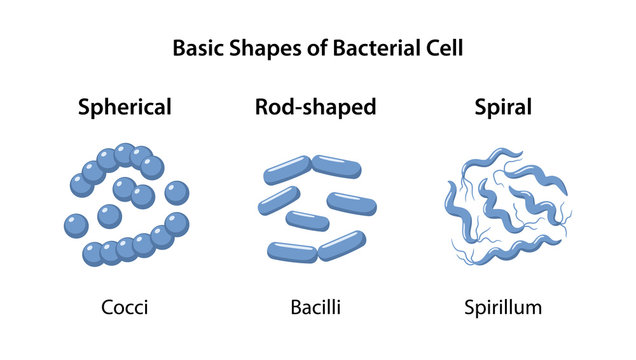 Three basic forms and arrangements of bacteria: spherical, rod-shaped and spiral. Morphology. Microbiology. Bacteria in magnifying glass. Vector illustration in flat style