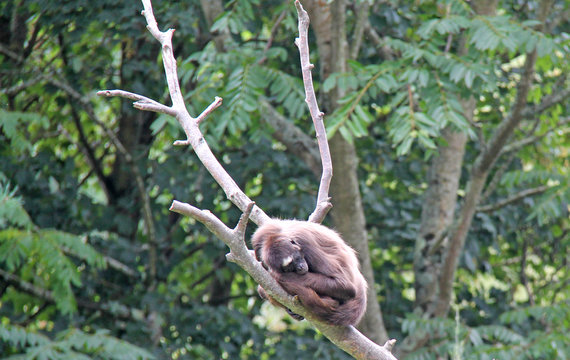 A Brown Spider Monkey Asleep on a Tree Branch.