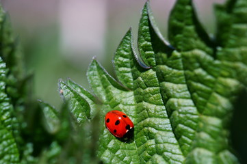 ladybug on grass