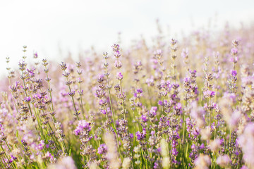 Lavender field in sunlight - provence