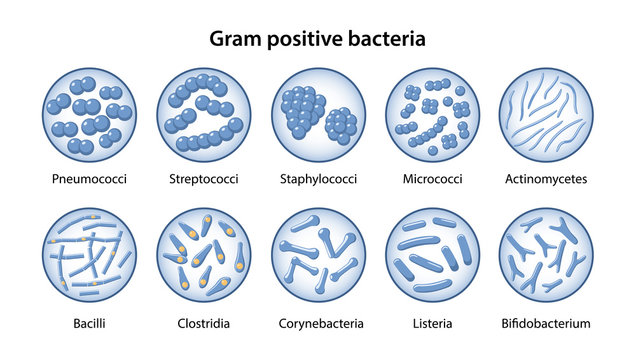 Set of gram-positive bacteria in magnifying glass: Pneumococci, Streptococci, Staphylococci, Micrococci, Bacilli, Clostridia, Corynebacteria, Bifidobacterium, Listeria. Vector illustration flat style