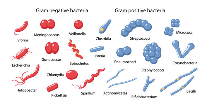 Examples of gram-negative and gram-positive bacteria in magnifying glass: cocci, bacilli, vibrio, spirillum, spirochetes, escherichia, clostridia, corynebacterium. Vector illustration in flat style