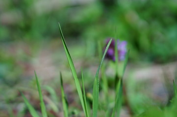 Green grass on a green background.
