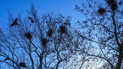A rookery colony. Corvus frugilegus, builds its crowss nests on the bare treetops. Ornithology concept. Classic blue sky background.