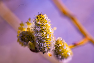 budding trees after the rain