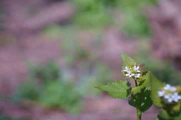 White flower on a purple background.