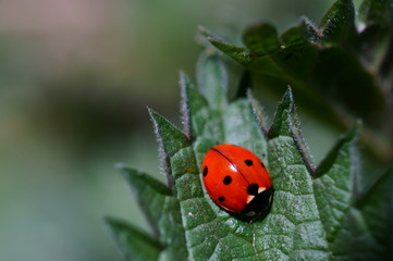 ladybird on a leaf