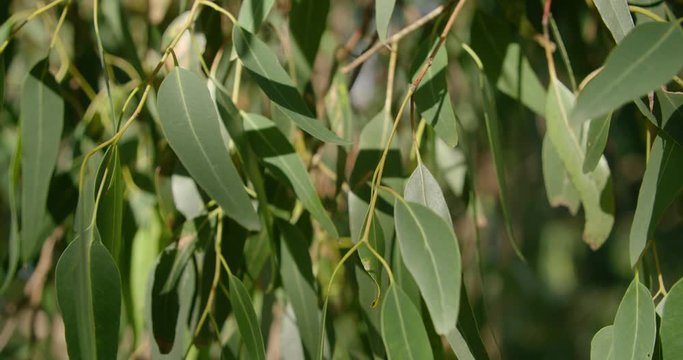 A close up of a gum tree eucalyptus