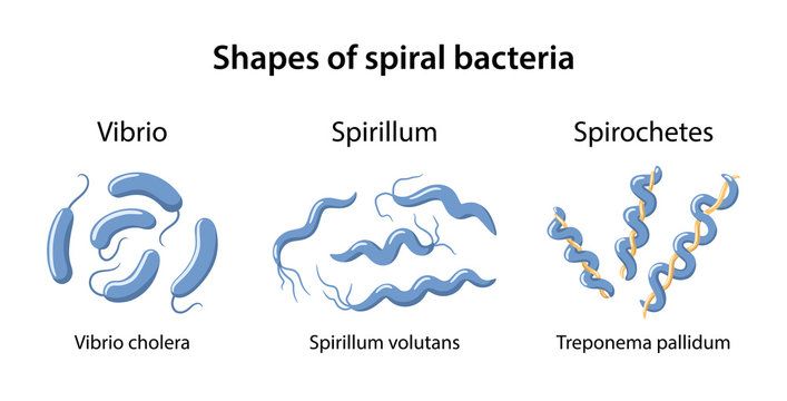Spirillum Images – Browse 1,528 Stock Photos, Vectors, and Video ...
