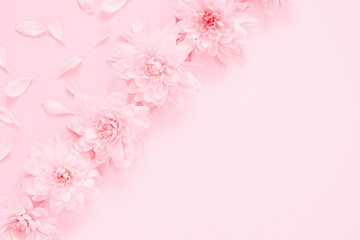 Fototapeta premium Piękna kompozycja kwiatów. Różowe kwiaty na pastelowym różowym tle. Miękkie tło kwiatowy. Leżał na płasko, widok z góry, miejsce na kopię