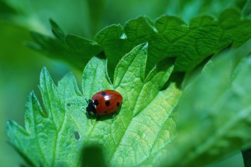 ladybug on green leaf