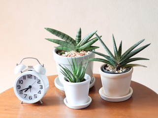 plant pots of Sansevieria and alarm clock on wooden table  on white background. gardening , home interior design concept.