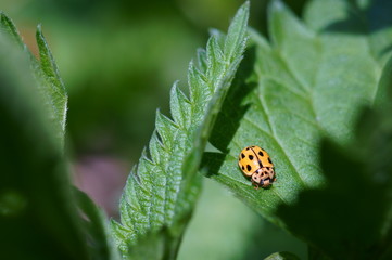 ladybug on green leaf