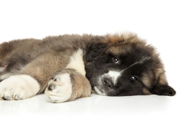 Caucasian shepherd puppy resting