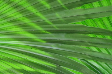 Tropical palm leaf skin with green color pattern  and sun light shadow for background texture 