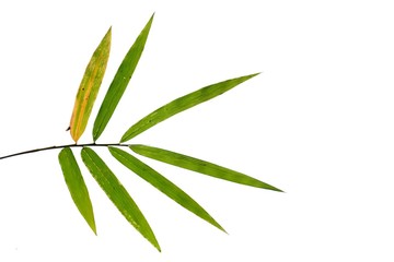 Bamboo leaves with branches on white isolated background for green foliage backdrop 