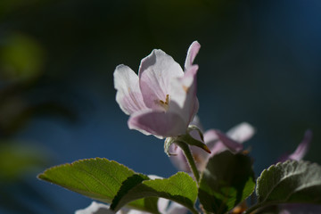Apfelblüte