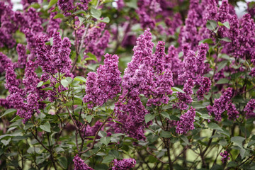 Obraz premium Fleur de printemps