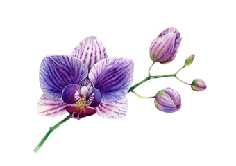 Watercolor Orchid. Big purple flower and buds on the branch. Petals with stripes and pattern. Colourful tropical plant in bloom isolated on white. Hand drawn Botanical floral illustration