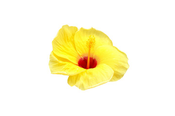 yellow hibiscus flower isolated on white background 
