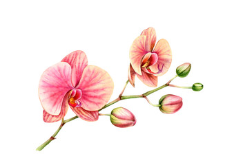 Naklejka na ściany i meble Watercolor Orchid. Branch with big flowers and buds. Colourful tropical plant in pink and orange isolated on white. Botanical floral illustration
