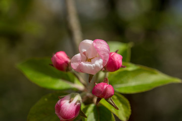 Apfelblüte