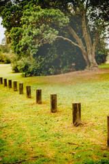 outdoor photo of a tree in a park, forest