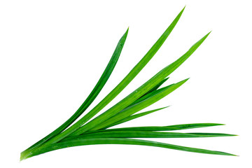 The green pandan tree leaves on a completely separate white background.