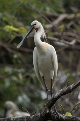 spoon bill in breeding time, beautiful Eurasian spoon bill.